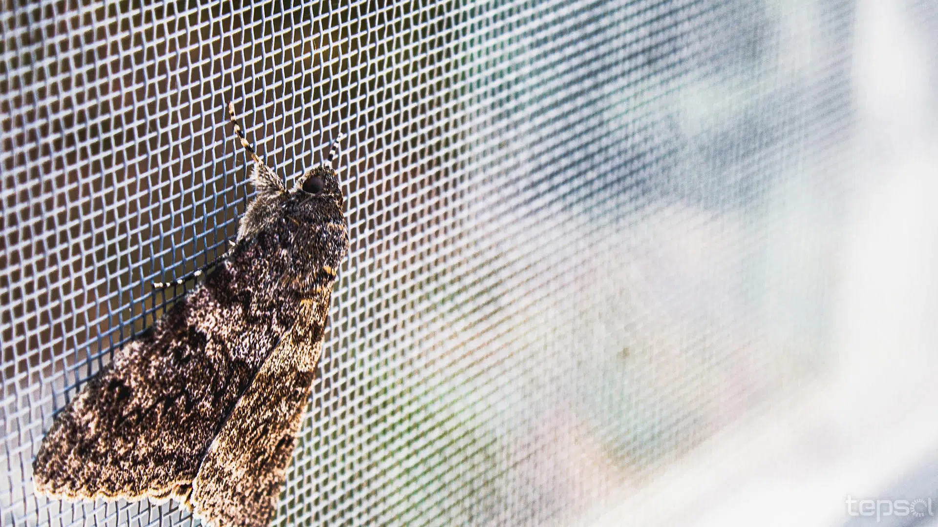 Mosquiteira Anti-Vento
