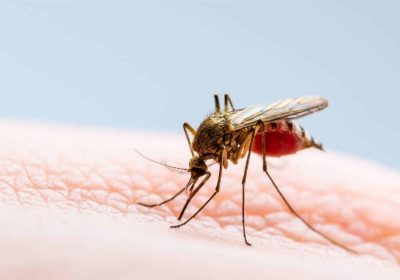 Blog - 5 Factos sobre mosquitos